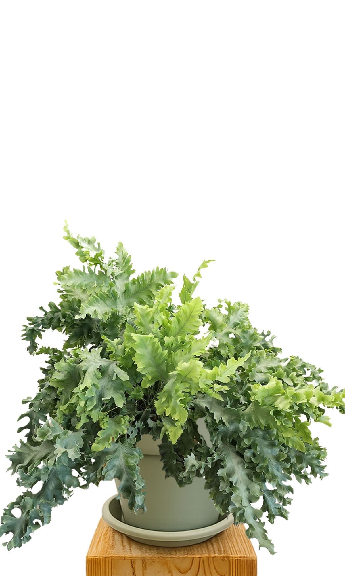 Pflanzkit 30 Grün